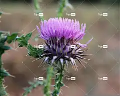 草本植物 刺 自然 花 花卉背景 植物群 荆棘 花壁纸 植物