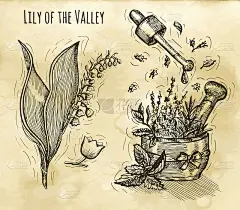 图形集草药化妆品和花