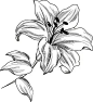 1000幅花卉线稿资料，拿去临摹学画