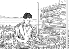 qzhpoker采集到茶类品牌全案/包装
