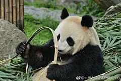 兄弟（这是只女熊，可是窝还是想叫她兄弟），你成功引起了窝的注意！窝安安静静的拍着英女神，一转头就看见你刚从内圈走出来（窝没有看到她眼角的眼shi）豪放的吃竹和一脸的表情包你曾经头破竹子走红猫圈，听说很多人慕名而来想一睹风采呢，华仔，啥时候要 ​...展开全文c