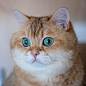 hosico_cat