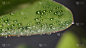 水,水滴,雨,水平画幅,无人,露水,日光,清新,叶子,泰国