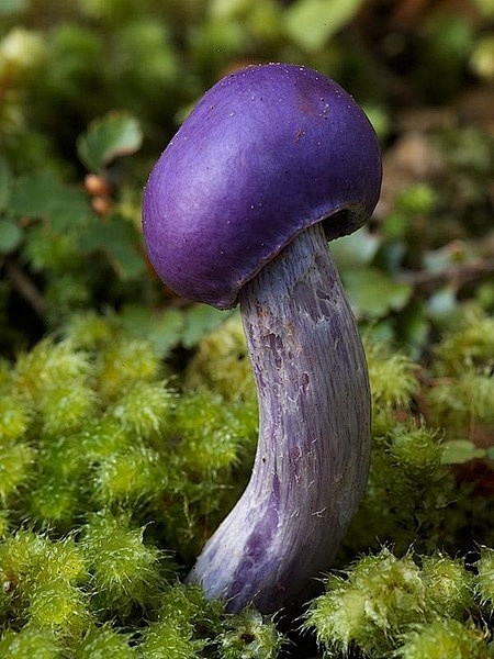 Purple pouch fungus