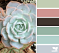 succulent hues