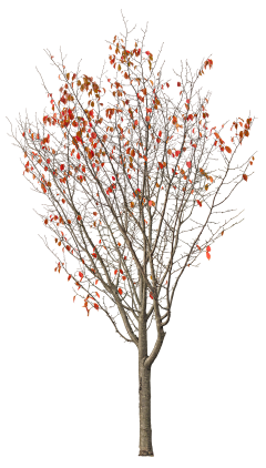 Yequanbin采集到植物