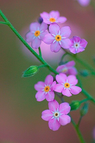 粉花勿忘草。