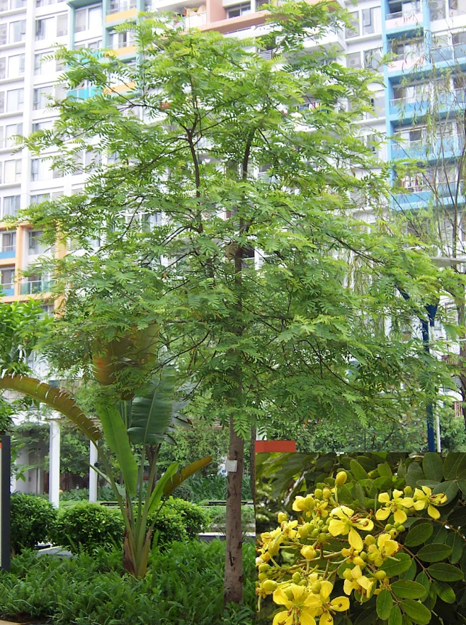 铁刀木（10.11）图片_LA-景观植物场景图片素材-花瓣网