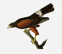 手绘鹰装饰画高清素材 卧室酒店装饰画 手绘鹰 挂画 无框画 欧美装饰画 清新装饰画 花鸟画装饰画 鸟类工笔画 鸟类插画 鸟类油画 免抠png 设计图片 免费下载