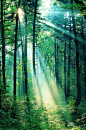 神秘梦幻唯美太阳阳光穿透森林树木大自然风景高清摄影图
