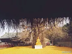 #校园分享#【最美落叶 千年银杏】近日 西安市罗汉洞村的古观音禅寺，一棵1400多年树龄的银杏树下落满黄叶，像铺了金黄的地毯一样，看落叶的人络绎不绝。据传，这棵银杏树是当年唐太宗李世民亲手栽种，距今已有1400多年历史。想去吗？ ​​​​