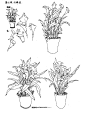 钢笔速写植物课课件。