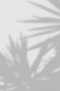 其中包括图片：árbol - Branding