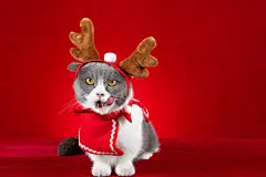 点击来源直接获取大图文件 |a cute british shorthair cat with Christmas reindeer dresses