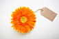 组物体,菊花,花,花朵,温带的花_gic7306393_orange sunflower with a tag_创意图片_Getty Images China