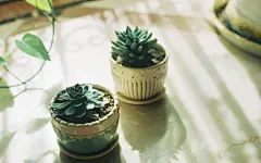 静物唯美高清桌面壁纸