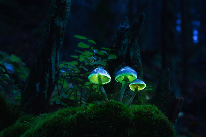 Macro - Photos Curat...