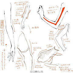 Sinonsama采集到日系线稿人体结构资料