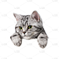 短毛猫,白色,猫,标语,自然美,斑纹猫,纯种猫,爪子,信息标志,布告