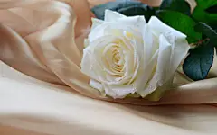 白玫瑰高清壁纸是壁纸中国（www.33.la）精选的白玫瑰高清壁纸http://www.33.la/33lajianyue/15295.html，免费提供白玫瑰高清壁纸下载，分辨率为1920x1200高清壁纸，适用于19寸高清桌面壁纸使用，这款白玫瑰电脑壁纸精选了高清唯美白玫瑰壁纸桌面，非常适合用作电脑桌面壁纸和喜欢情人节玫瑰花壁纸的用户。