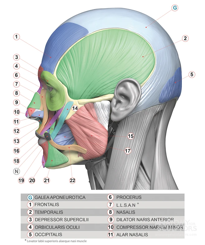 xlarge-Head-neck-Anatomy-features-439图片_骨骼-肌肉-体块图片素材-花瓣网