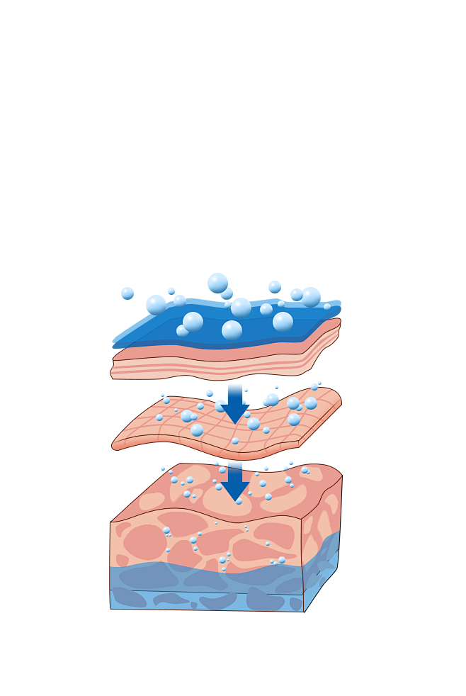 皮肤肌肤构造  分子_成分物质 _急急如...