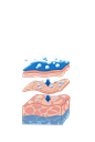 皮肤肌肤构造  分子__成分物质  _T2020522  _素材集中营