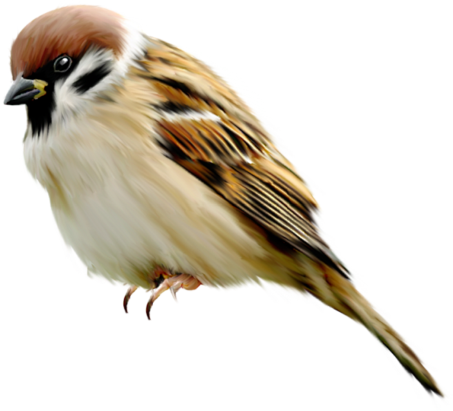 19:31:25麻雀png动物,人物素材晚安和天下同采自pngimg