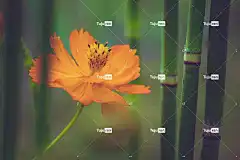 花 植物群 美丽的花朵 花壁纸 宏 盛开 花瓣 竹 花卉背景
