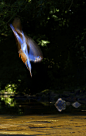 Image of Kingfisher Blur, prints available to buy