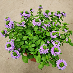 陳静雯采集到花镜