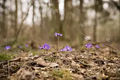 美丽的雪花莲生长在森林里。第一个春天的花朵。森林里的立春。野花。春天的概念。