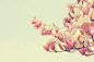 采自Lynn的花瓣画板“花们”。