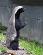 This may contain: a badger standing on its hind legs in front of a concrete wall and green grass