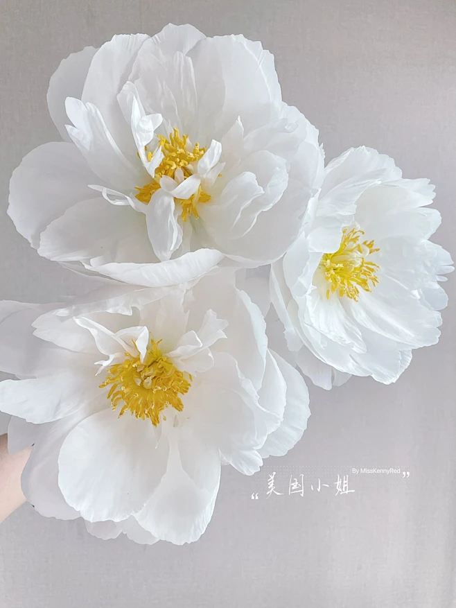 芍药9