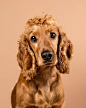 Studio-Pet-Photography-Falkirk-31