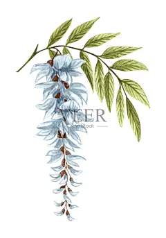 水彩枝白色紫藤花和绿叶孤立在白色背景上。盛开的蜂蜜植物紫藤。有叶和芽的花的小枝。手绘白相思插画图片素材_ID:350372589-Veer图库