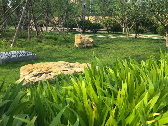 路道 · 绿道——青岛四流中路海绵城市与...