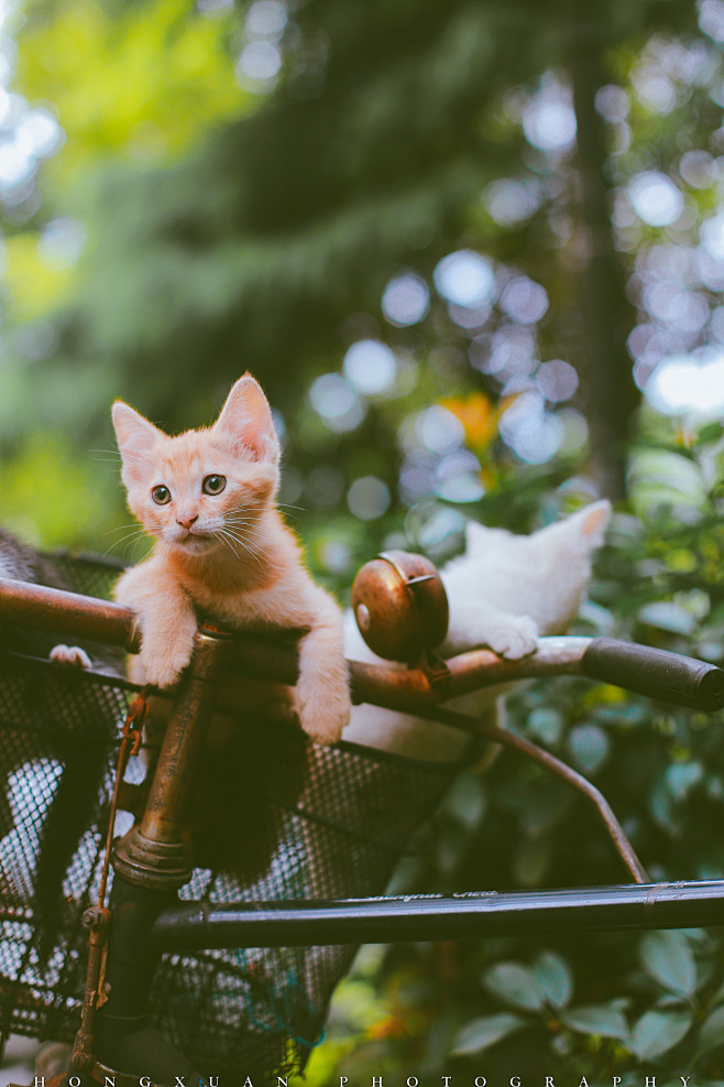 你要不带我回家
摄影：洪小漩  出镜：猫...