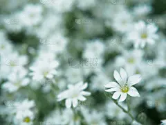 花园里的白花。田野的小白花拍摄与软焦点。清新的野花，浪漫的生态设计。模糊的背景