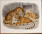 猫科动物图鉴.A monograph of the Felidae or family of the cats.By Daniel Giraud Elliot.插图部分.1883年0004