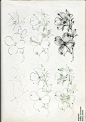 【图谱】——50种花朵绘画图解（二）。