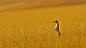 A meerkat in Namibia (© Danita Delimont/Offset by Shutterstock) | 必应每日高清壁纸 - 精彩,从这里开始