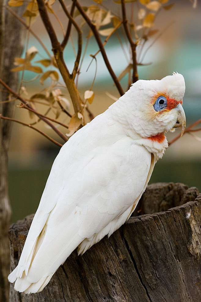 鹦形目凤头鹦鹉科白凤头鹦鹉属长嘴凤头鹦鹉