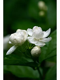 茉莉花