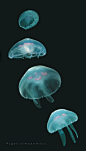 Jelly fish: 