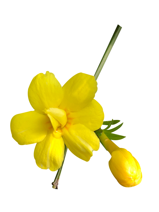小清新春天气息黄色迎春花