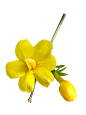 小清新春天气息黄色迎春花