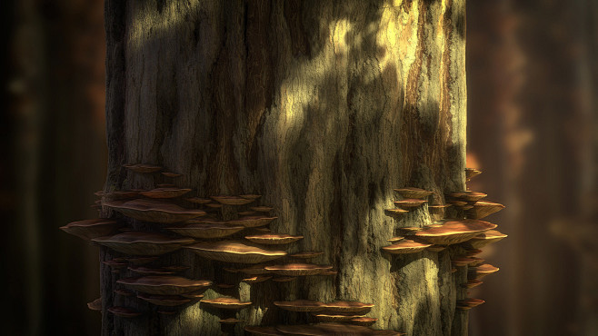 Tree Bark with Mushr...