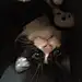 Tippsie